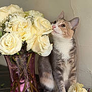 Kitty is registered to the contest to win money with this photo: animal, bouquet, cat, closeup, curious_cat, domestic_cat, feline, floral_arrangement, flower, indoor, nature, pet, pink_vase, plant_stem, rose, soft_light, still_life, table_surface, vase, white_rose