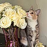 animal, bouquet, cat, closeup, curious_cat, domestic_cat, feline, floral_arrangement, flower, indoor, nature, pet, pink_vase, plant_stem, rose, soft_light, still_life, table_surface, vase, white_rose