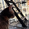 Kitty joined the competition — help win amazing prizes! animal, architecture, blurred_background, building, cat, city, daylight, ears, feline, fire_escape, metal, outdoor, pet, profile, side_view, soft_light, street, urban, whiskers, window