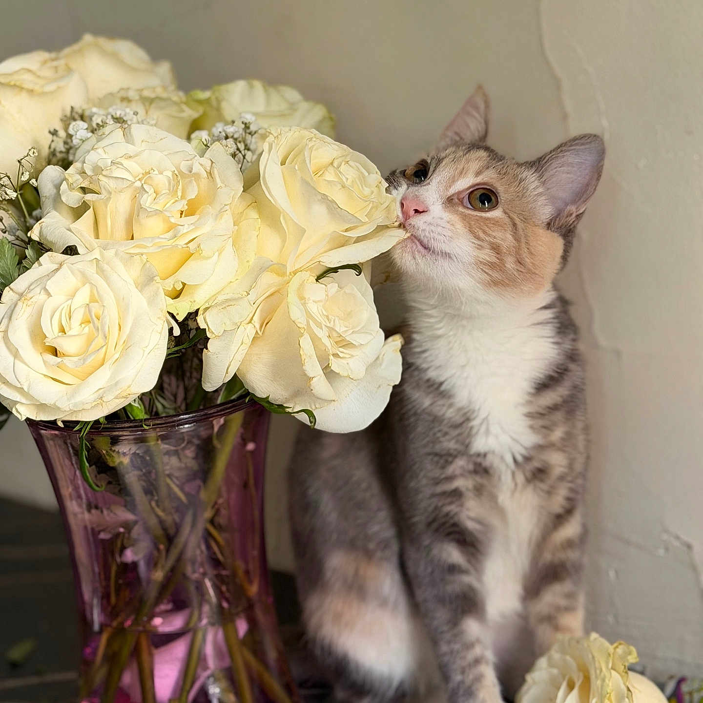 Kitty