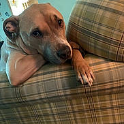 Buster is registered to the contest to win money with this photo: animal, brown_dog, canine, close_up, comfort, cozy, dog, expressive_eyes, furniture, head, home, indoor, living_room, looking, paw, pet, plaid_couch, portrait, relaxed, resting