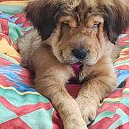 Umi participe au concours pour gagner de l'argent avec cette photo : puppy, dog, animal, pet, fluffy, fur, ears, blanket, colorful, pattern, sleepy, cute, lying_down, indoors, cozy, face, paws, young, resting, domestic_animal