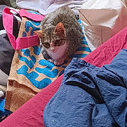 Aya a rejoint le concours — aidez-le/la à gagner de superbes lots ! cat, tabby_cat, towel, blanket, clothes, bed, indoor, pet, feline, resting, curious, cozy, fabric, textile, pile, domestic_animal, fur, striped, home, casual