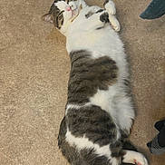 Cleo joined the competition — help win amazing prizes! cat, feline, pet, lying_down, relaxed, fur, whiskers, paws, indoor, floor, tabby, white_fur, striped, cute, animal, domestic_animal, sleepy, chubby, resting, mammal