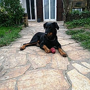 Rebelle a rejoint le concours — aidez-le/la à gagner de superbes lots ! dog, black_dog, tan_markings, pet, outdoor, patio, stone_floor, toy, chew_toy, greenery, plants, house, door, window, relaxed, lying_down, collar, chain_collar, daylight, nature