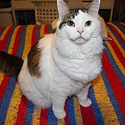 Sabrina joined the competition — help win amazing prizes! cat, feline, pet, animal, white, tabby, green_eyes, fluffy, striped_blanket, indoor, colorful, knitted_blanket, sitting, cute, domestic, fur, whiskers, tail, looking_up, household