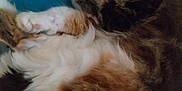 Châtaigne participe au concours pour gagner de l'argent avec cette photo : abyssinian, angora, animal, architecture, armchair, building, cat, chair, couch, furniture, hardwood, indoors, kitten, livingroom, manx, person, pet, siamese, sleeping, wood