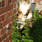 Châtaigne a rejoint le concours — aidez-le/la à gagner de superbes lots ! abyssinian, animal, architecture, brick, building, cat, flower, grass, herbal, herbs, jar, kitten, leaf, manx, mint, pet, plant, planter, soil, wall