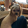 bow, brown_couch, carpet, couch, cup, curtains, decor, dog, furniture, indoor, jeans, lap, light, living_room, person, pet, small_dog, sticker, table, window