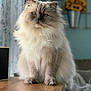animal, blue_eyes, blurred_background, cat, cozy, cute, decor, domestic_cat, flower, fluffy, furniture, home, indoor, long_fur, pet, portrait, sitting, table, vase, wood