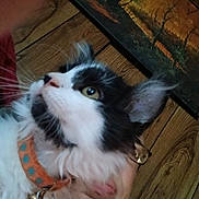 Ravin joined the competition — help win amazing prizes! animal, black_and_white, blue, cat, close_up, collar, cute, domestic, face, fur, glasses, hand, indoor, looking_up, orange, painting, person, pet, whiskers, wooden_wall