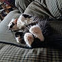 Ravin joined the competition — help win amazing prizes! animal, black_and_white, cat, checkered, comfort, couch, cozy, cute, domestic, feline, fluffy, fur, home, indoor, paws, pet, relaxed, resting, sleeping, whiskers