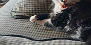 Ravin is registered to the contest to win money with this photo: animal, black_and_white, cat, checkered, collar, couch, cozy, domestic, feline, fluffy, furniture, home, indoor, kitten, living_room, pet, relaxing, resting, scratching_post, whiskers