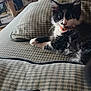 animal, black_and_white, cat, checkered, collar, couch, cozy, domestic, feline, fluffy, furniture, home, indoor, kitten, living_room, pet, relaxing, resting, scratching_post, whiskers