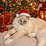 cat, santa_hat, christmas_tree, christmas_decorations, presents, lantern, holiday, festive, fluffy_cat, cozy, soft_surface, winter, celebration, indoor, cute, pet, relaxed, decor, ornaments, seasonal
