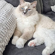 Uno participe au concours pour gagner de l'argent avec cette photo : cat, blue_eyes, fluffy, feline, pet, indoor, sofa, couch, pillow, relaxed, white_fur, gray_fur, paw, resting, cozy, domestic_animal, home, cute, animal, fur