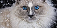 Uno participe au concours pour gagner de l'argent avec cette photo : cat, blue_eyes, fluffy, snow, winter, animal, portrait, close_up, whiskers, fur, falling_snow, face, ears, outdoor, nature, cute, pet, feline, soft, cold