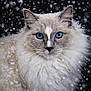 cat, blue_eyes, fluffy, snow, winter, animal, portrait, close_up, whiskers, fur, falling_snow, face, ears, outdoor, nature, cute, pet, feline, soft, cold