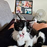 Bianca participe au concours pour gagner de l'argent avec cette photo : kitten, cat, black_and_white, paw, licking, indoor, couch, person, lap, relaxing, fur, whiskers, ears, nose, claws, home, furniture, fan, photocollage, blurred_background