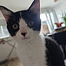 Bianca a rejoint le concours — aidez-le/la à gagner de superbes lots ! cat, kitten, black_and_white, indoor, curious, close_up, pets, animal, whiskers, ears, face, eyes, floor, furniture, plant, window, natural_light, household, domestic, young