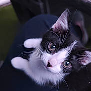 Bianca participe au concours pour gagner de l'argent avec cette photo : kitten, cat, black_and_white, pet, animal, fur, whiskers, ears, eyes, indoor, lap, person, close_up, cute, young, domestic, feline, portrait, soft_light, curious