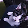 kitten, cat, black_and_white, pet, animal, fur, whiskers, ears, eyes, indoor, lap, person, close_up, cute, young, domestic, feline, portrait, soft_light, curious
