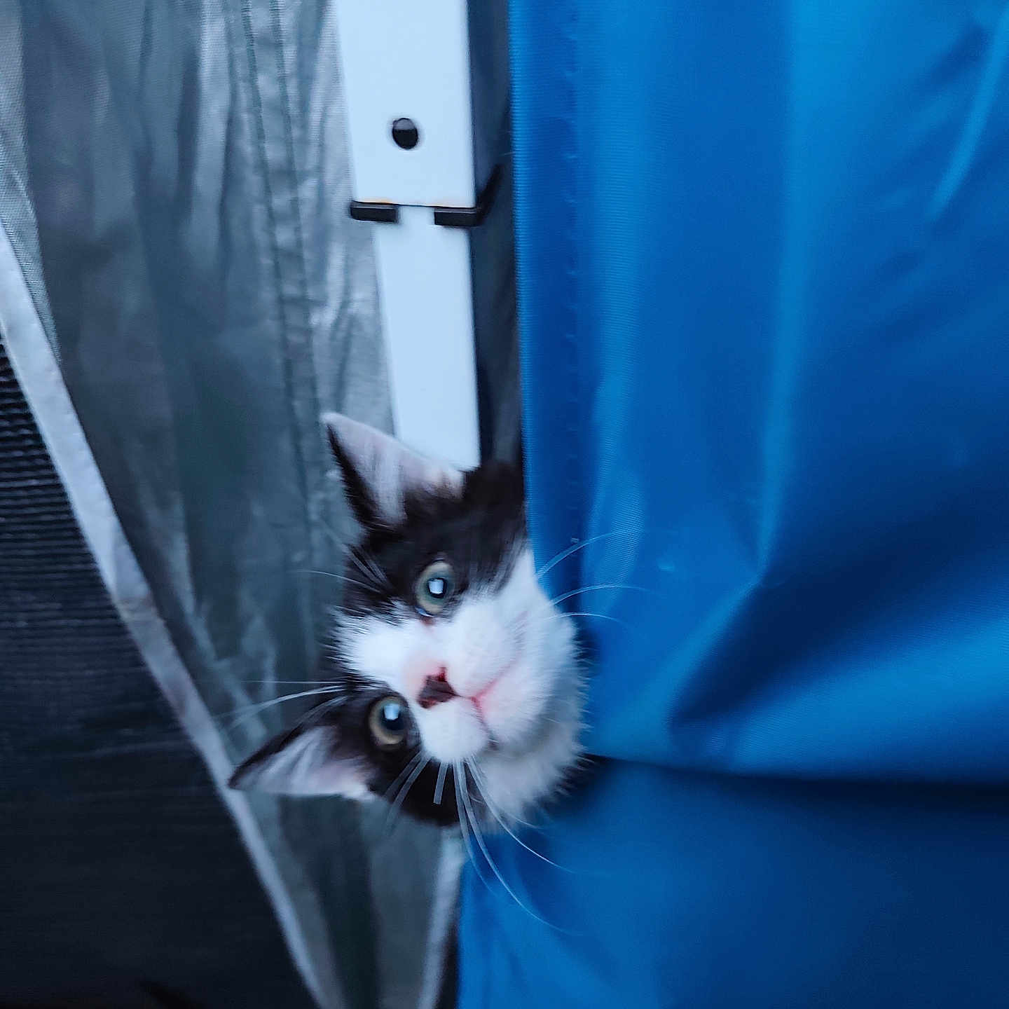 Bianca participe au concours pour gagner de l'argent avec cette photo : cat, kitten, black_and_white, peeking, curious, blue_fabric, playful, whiskers, ears, face, cute, pet, animal, indoor, close_up, portrait, fur, eyes, nose, tabby
