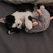 Bianca participe au concours pour gagner de l'argent avec cette photo : animal, bed, black_and_white, blanket, cat, comfort, cozy, cute, fur, hugging, indoors, kitten, nap, peaceful, pet, plush_toy, resting, sleeping, small, soft