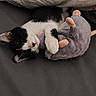 animal, bed, black_and_white, blanket, cat, comfort, cozy, cute, fur, hugging, indoors, kitten, nap, peaceful, pet, plush_toy, resting, sleeping, small, soft