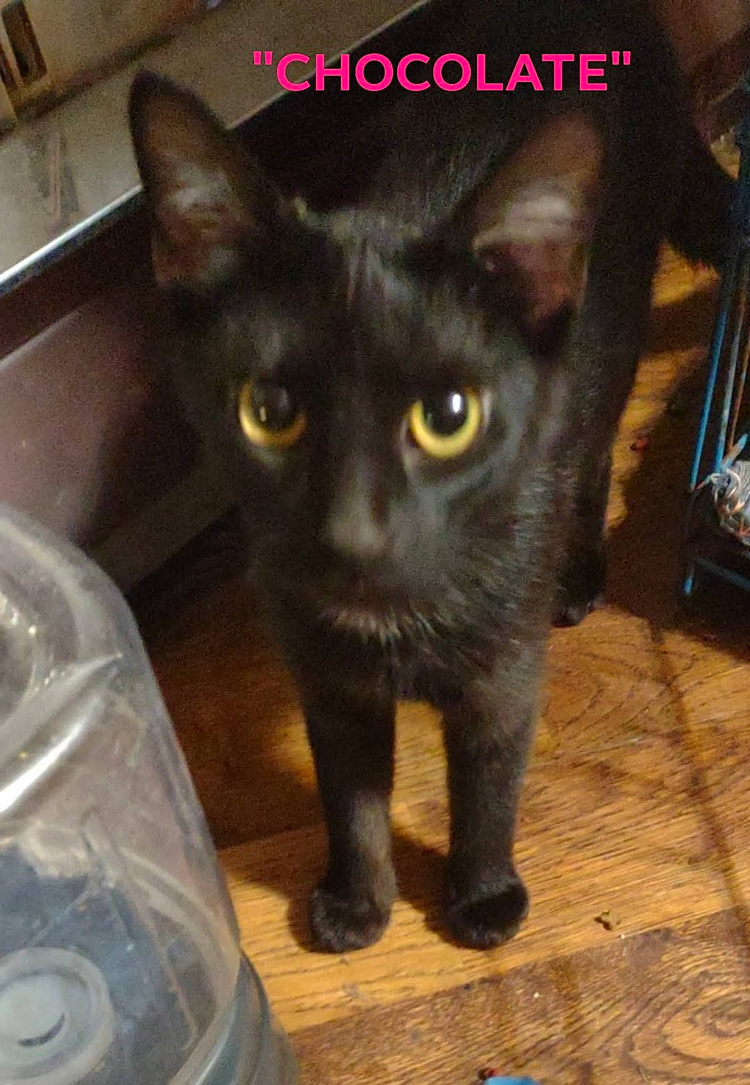 Chocolate is registered to the contest to win money with this photo: black_cat, bombay, carnivore, cat, claw, domestic_short_haired_cat, felidae, fur, hardwood, havana_brown, paw, photo_caption, small_to_medium_sized_cats, snout, tail, terrestrial_animal, whiskers