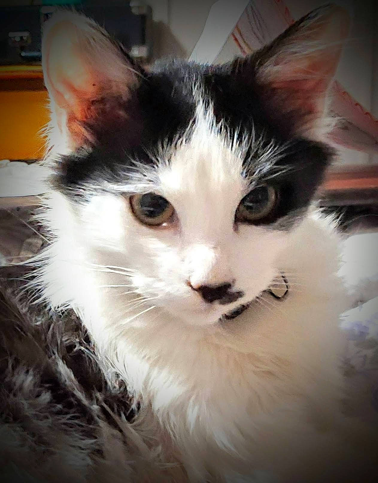 Oat joined the competition — help win amazing prizes! carnivore, cat, darkness, domestic_short_haired_cat, eye, felidae, fur, monochrome_photography, paw, sitting, small_to_medium_sized_cats, snout, tail, tree, whiskers