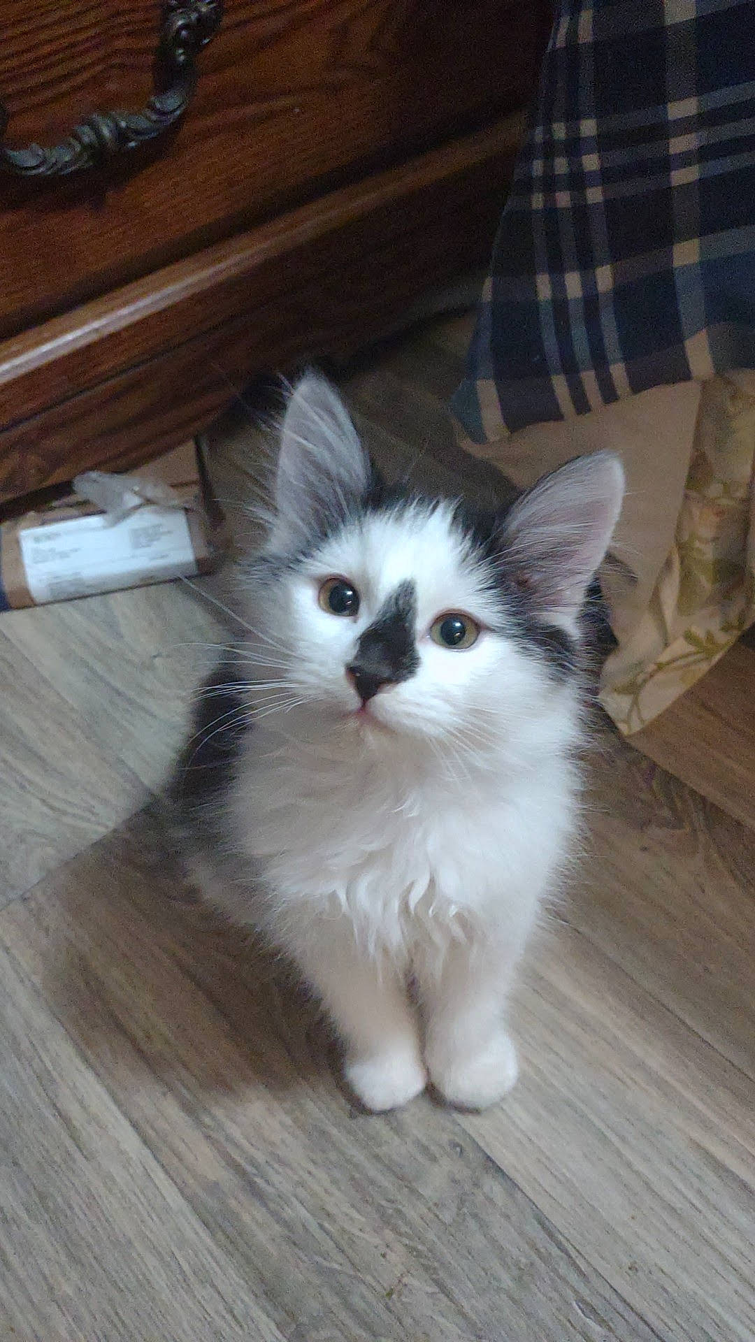 Almond joined the competition — help win amazing prizes! carnivore, cat, couch, domestic_short_haired_cat, eye, felidae, floor, flooring, fur, hardwood, paw, plaid, small_to_medium_sized_cats, snout, tail, tartan, whiskers, wood, wood_flooring, wood_stain