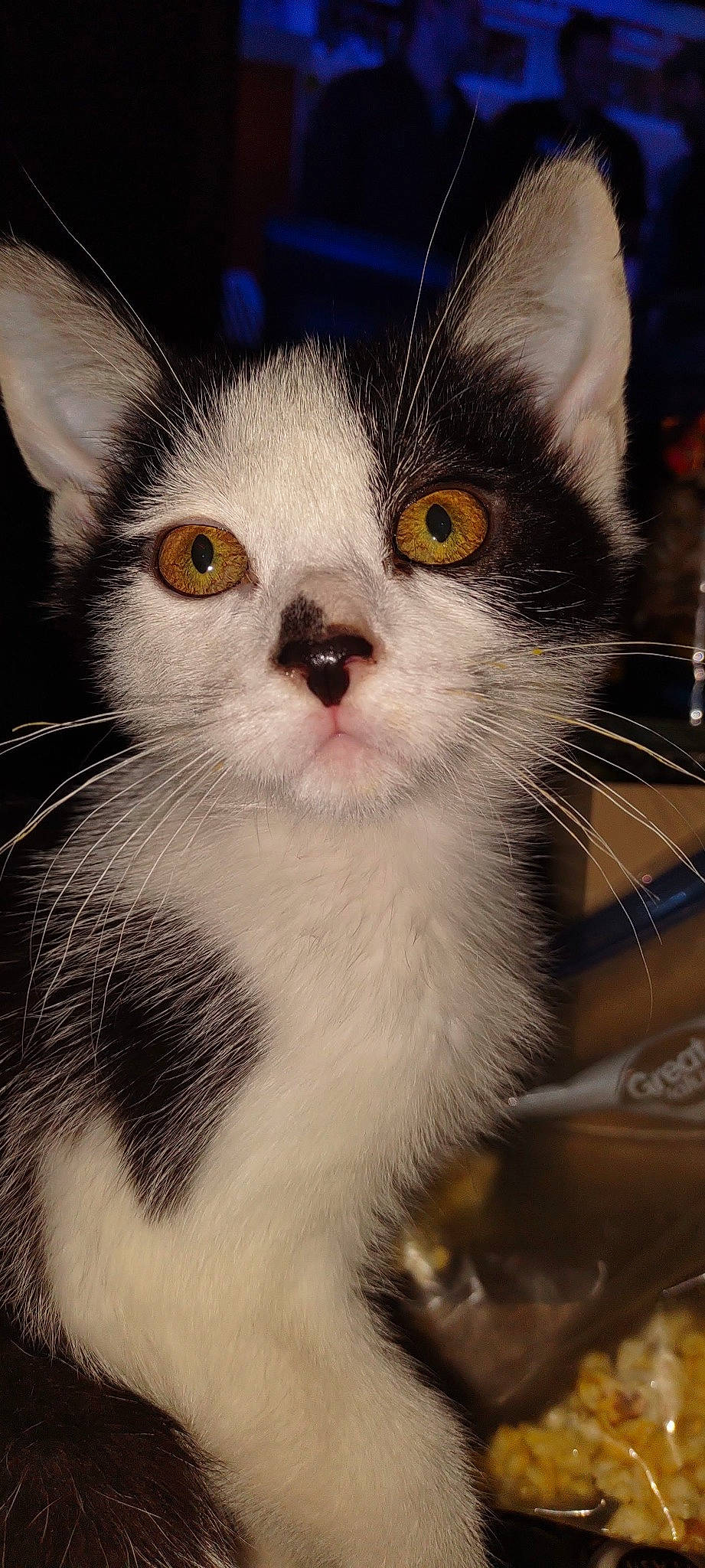 Soy joined the competition — help win amazing prizes! carnivore, cat, domestic_short_haired_cat, felidae, fur, iris, small_to_medium_sized_cats, snout, terrestrial_animal, whiskers