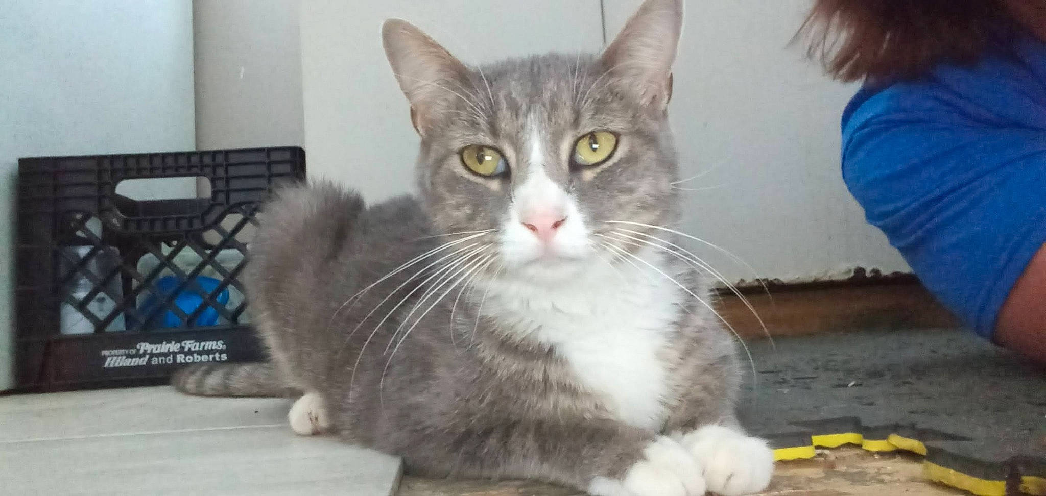 Skinny joined the competition — help win amazing prizes! box, carnivore, cat, cat_supply, claw, domestic_short_haired_cat, felidae, fur, paw, small_to_medium_sized_cats, snout, whiskers, window