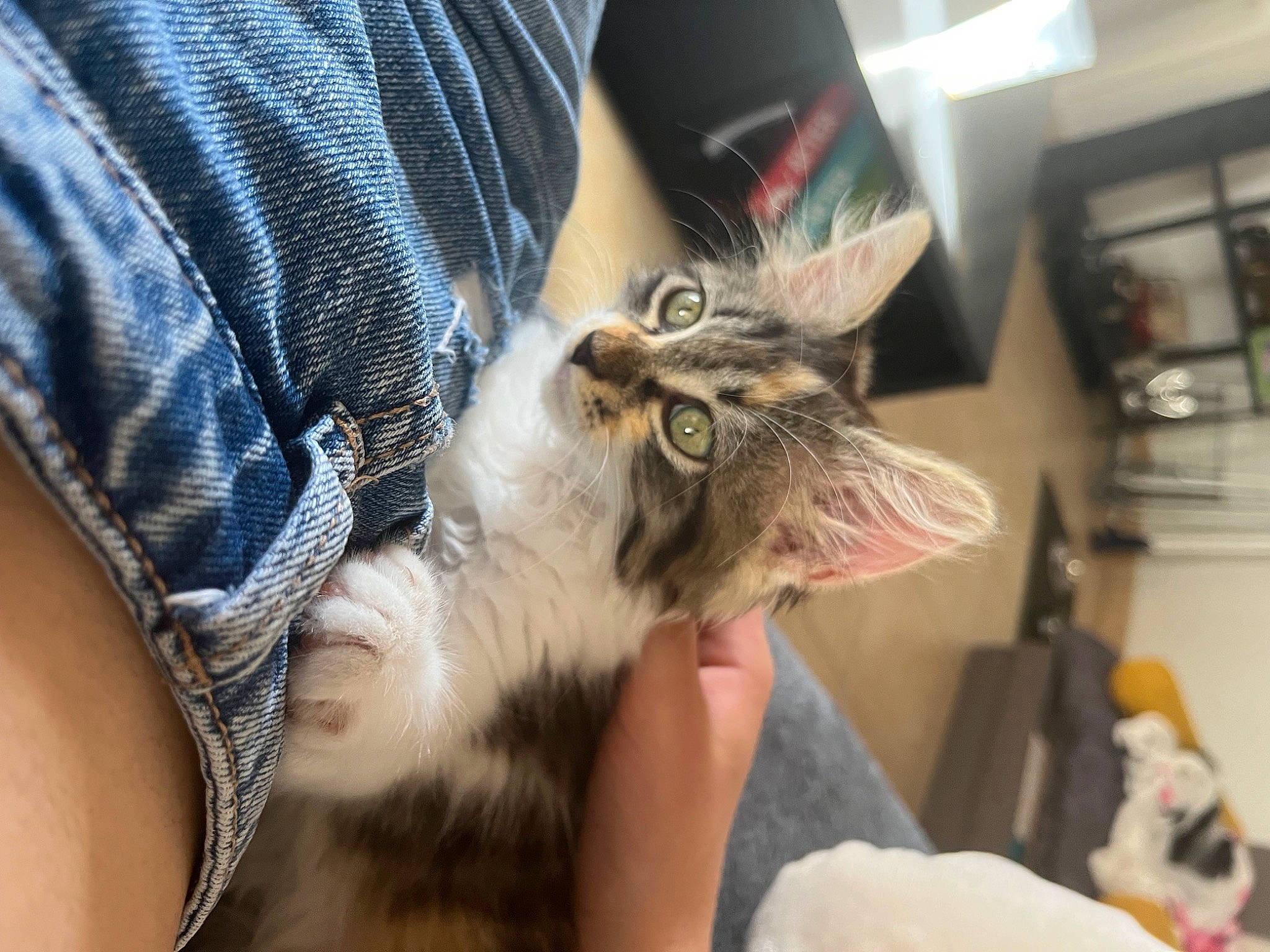 Nala participe au concours pour gagner de l'argent avec cette photo : carnivore, cat, claw, comfort, fang, felidae, fur, nail, paw, picture_frame, small_to_medium_sized_cats, whiskers