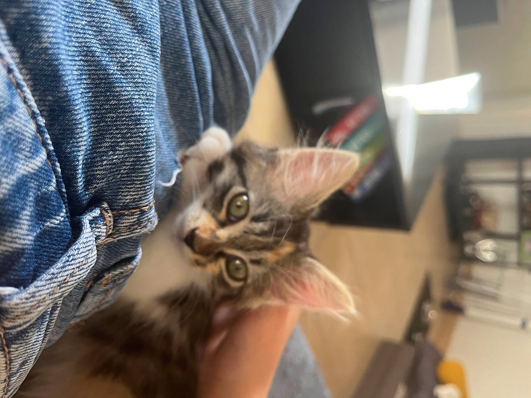 Nala a rejoint le concours — aidez-le/la à gagner de superbes lots ! carnivore, cat, claw, comfort, denim, domestic_short_haired_cat, ear, felidae, fur, gesture, nail, paw, sleeve, small_to_medium_sized_cats, whiskers