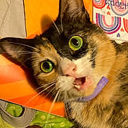 Tinkerbell joined the competition — help win amazing prizes! carnivore, cat, claw, collar, domestic_short_haired_cat, fawn, felidae, fur, grass, iris, paw, photo_caption, plant, small_to_medium_sized_cats, snout, tail, whiskers
