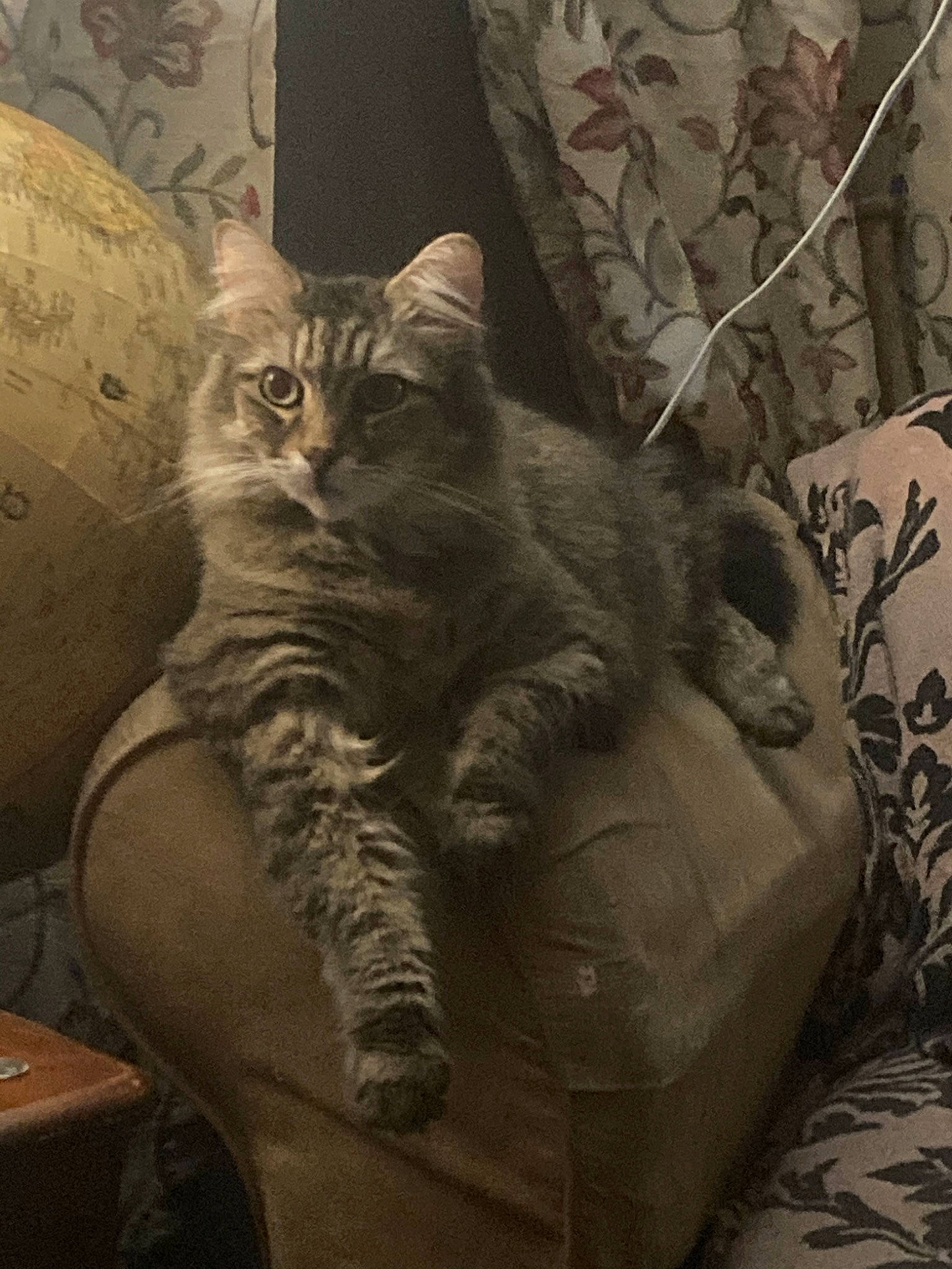Lucy is registered to the contest to win money with this photo: carnivore, cat, claw, comfort, couch, darkness, domestic_short_haired_cat, felidae, fur, grey, human_leg, linens, monochrome, monochrome_photography, paw, room, sitting, small_to_medium_sized_cats, tail, whiskers
