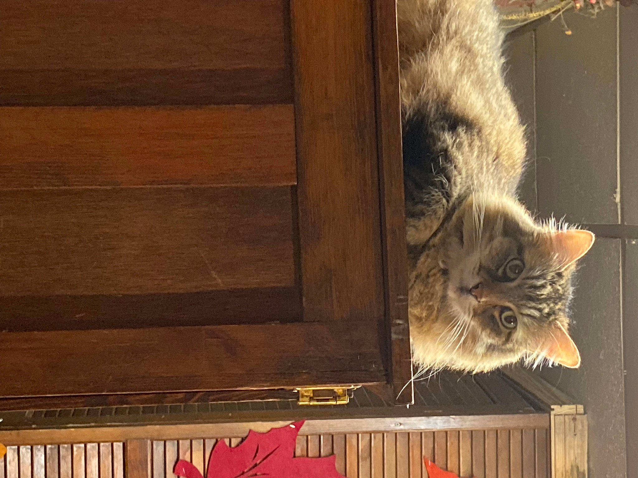 Lucy is registered to the contest to win money with this photo: carnivore, cat, domestic_short_haired_cat, felidae, flooring, fur, hardwood, pattern, plank, plywood, rectangle, small_to_medium_sized_cats, still_life_photography, tail, tints_and_shades, whiskers, wildlife, window, wood, wood_stain