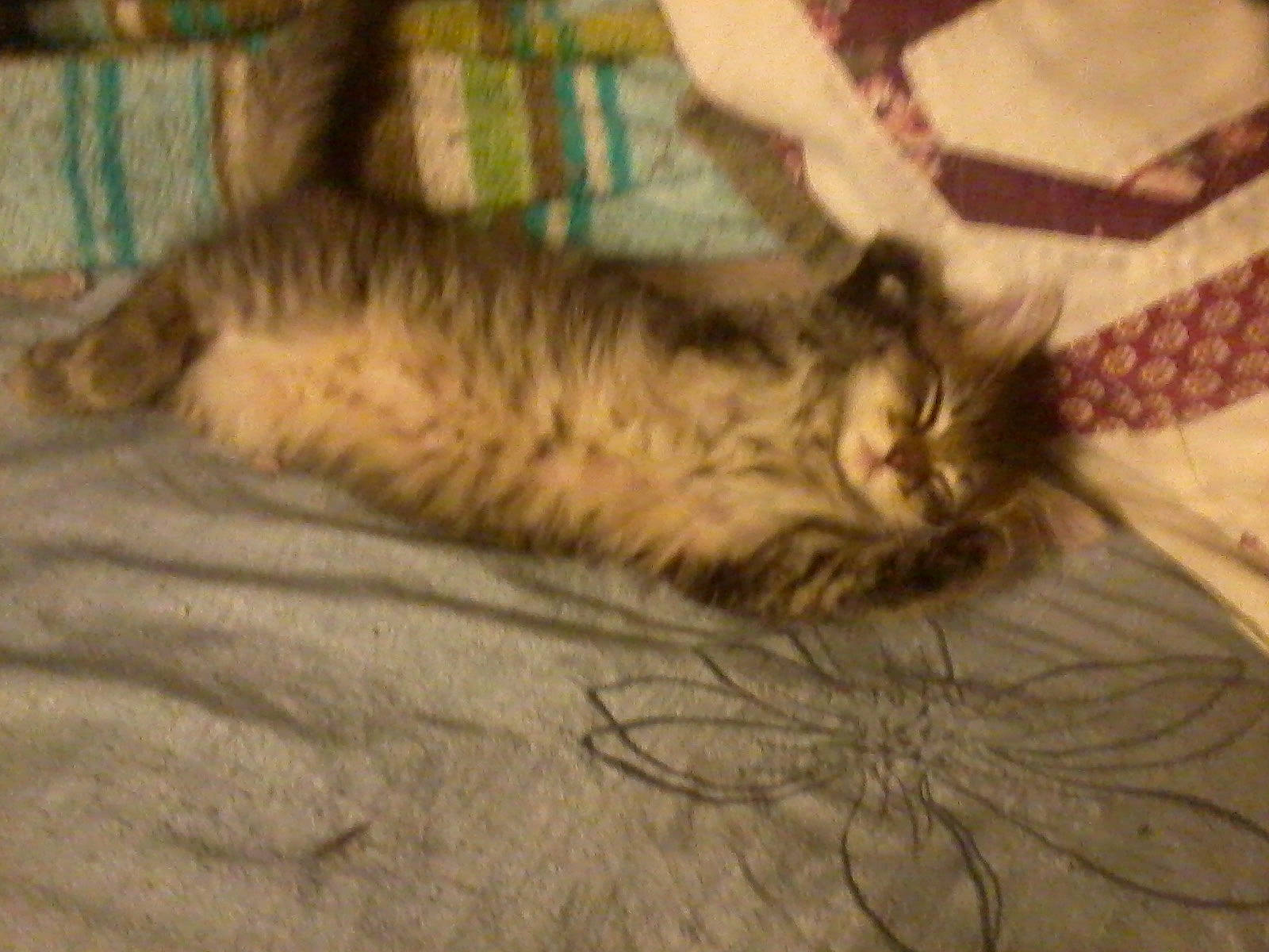 Lucy