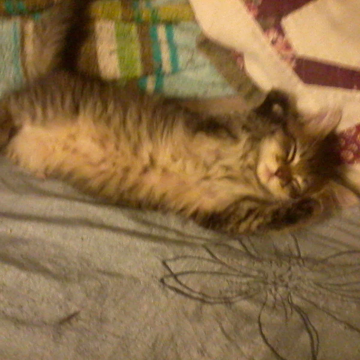 Lucy