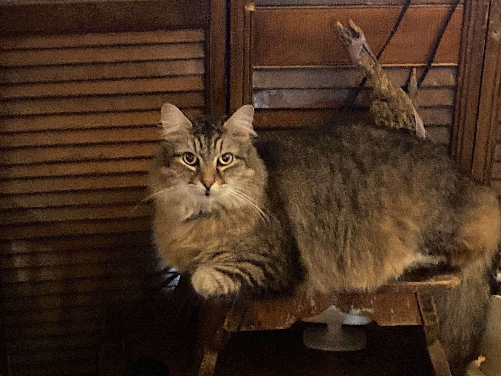 Lucy joined the competition — help win amazing prizes! carnivore, cat, chair, darkness, domestic_short_haired_cat, drawer, felidae, fur, hardwood, maine_coon, shelf, sitting, small_to_medium_sized_cats, snout, table, tail, terrestrial_animal, whiskers, window, wood