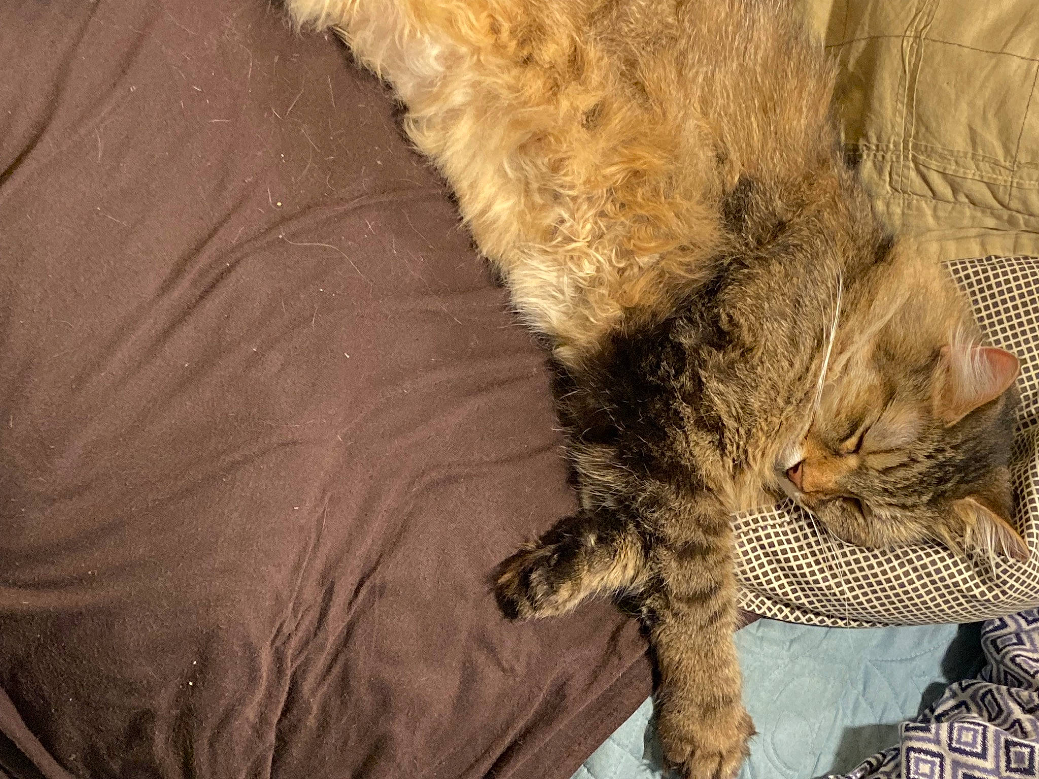 Lucy joined the competition — help win amazing prizes! brown, carnivore, cat, claw, comfort, domestic_short_haired_cat, felidae, fur, human_leg, nap, pattern, paw, small_to_medium_sized_cats, tail, terrestrial_animal, textile, tree, whiskers, wildlife, wood
