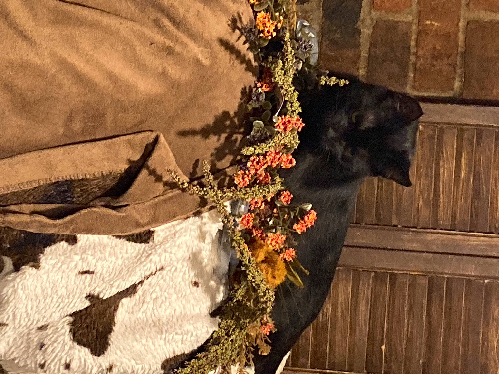 Munch is registered to the contest to win money with this photo: brick, carmine, cut_flowers, door, dress, felidae, floral_design, fur, pattern, plant, road_surface, shadow, soil, still_life_photography, tail, tints_and_shades, tree, trunk, twig, wood