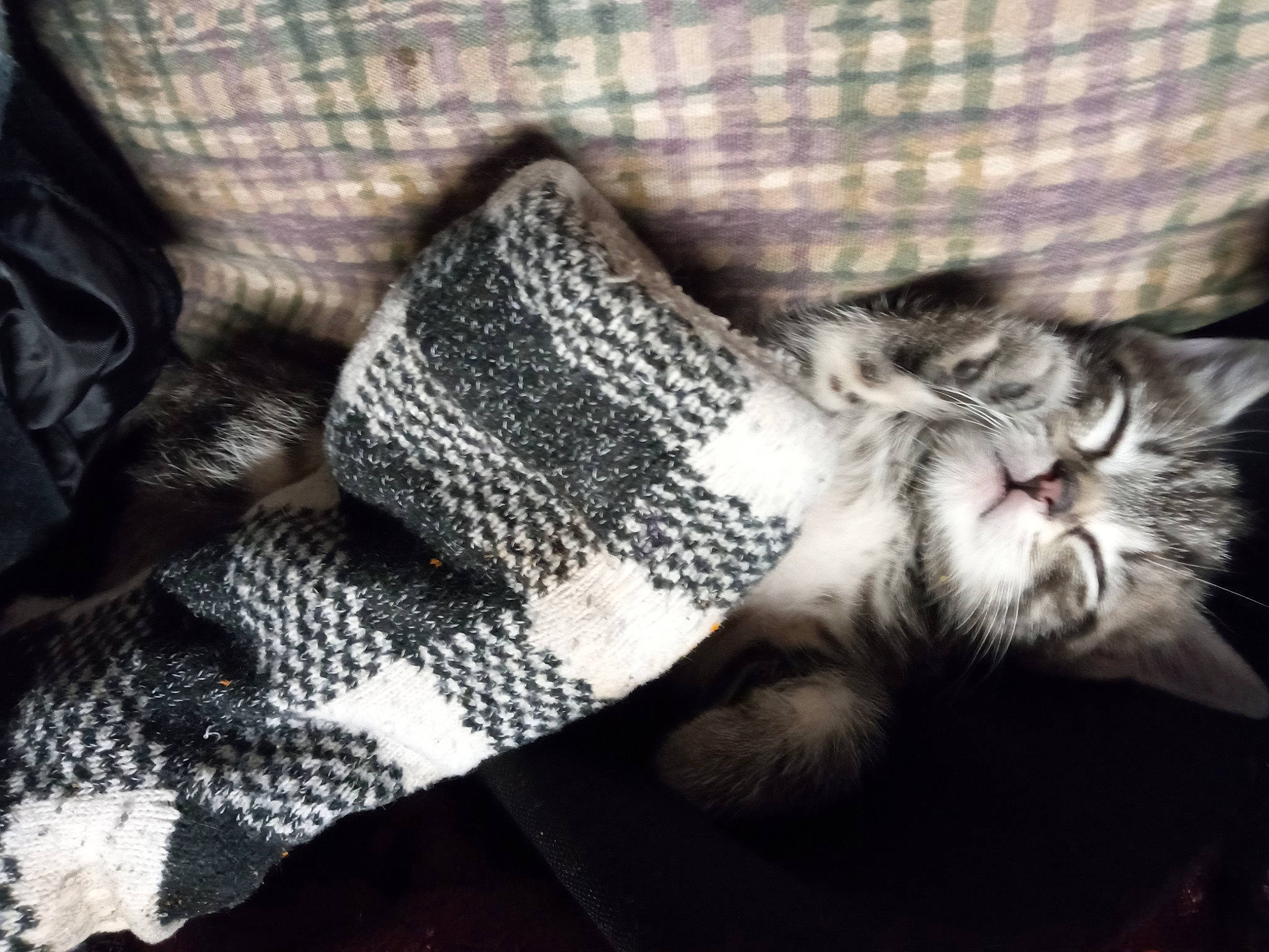 Tigger Tiger