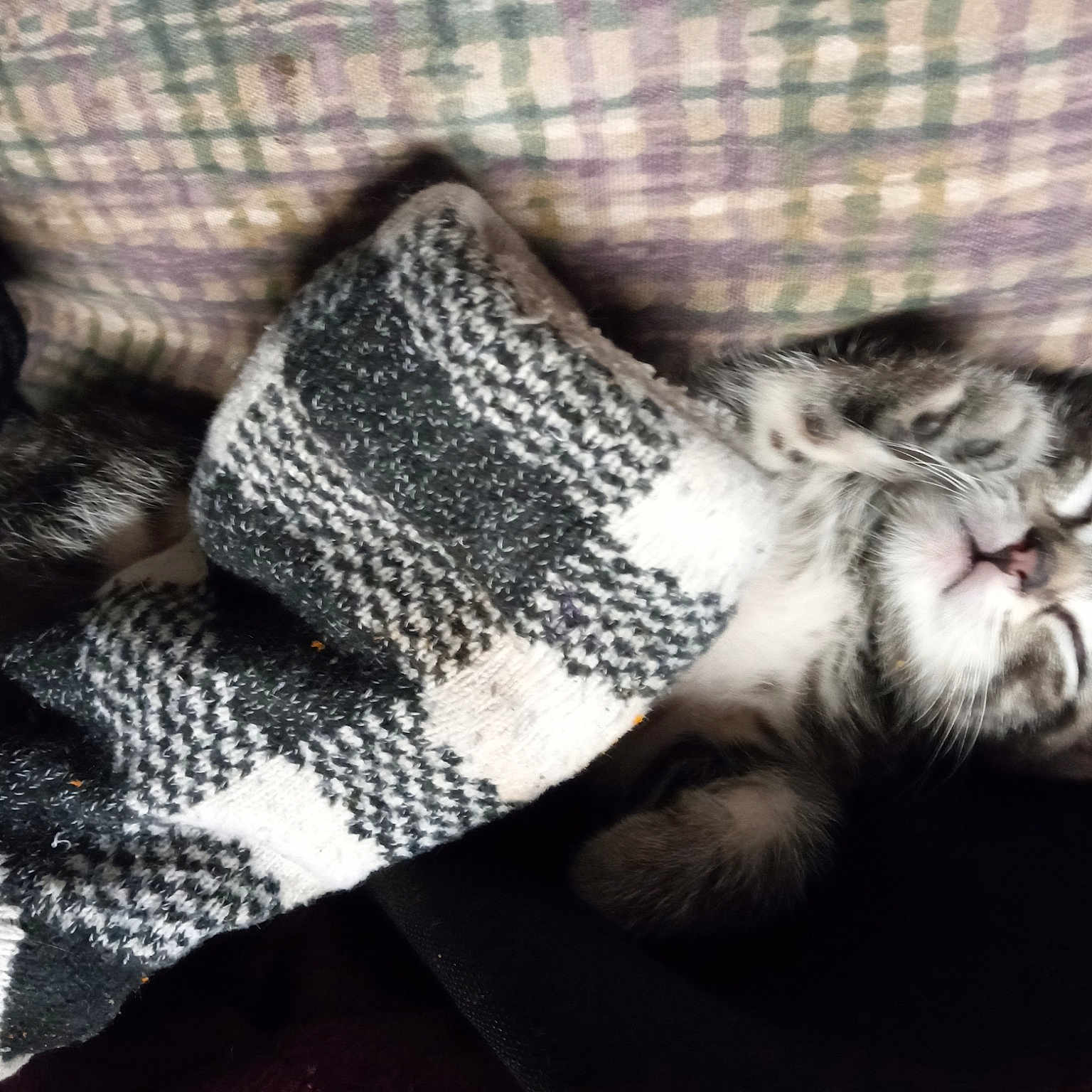 Tigger Tiger
