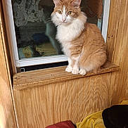 Bearbear joined the competition — help win amazing prizes! animal, black_cat, blanket, calm, cat, cozy, cute, domestic_cat, feline, fur, indoor, orange_cat, pet, reflection, resting, sleeping_cat, white_cat, window, window_sill, wood_paneling