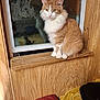 animal, black_cat, blanket, calm, cat, cozy, cute, domestic_cat, feline, fur, indoor, orange_cat, pet, reflection, resting, sleeping_cat, white_cat, window, window_sill, wood_paneling