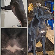 Zyla is registered to the contest to win money with this photo: dog, black_dog, indoor, pet, animal, white_patch, collage, window, floor, carpet, tile, furniture, closeup, standing, sitting, portrait, canine, domestic_animal, looking, paw