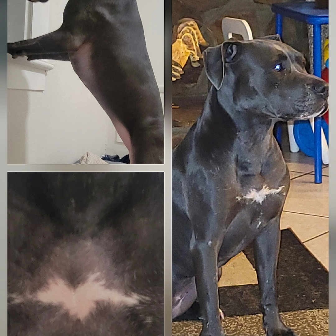 Zyla is registered to the contest to win money with this photo: animal, black_dog, canine, carpet, closeup, collage, dog, domestic_animal, floor, furniture, indoor, looking, paw, pet, portrait, sitting, standing, tile, white_patch, window